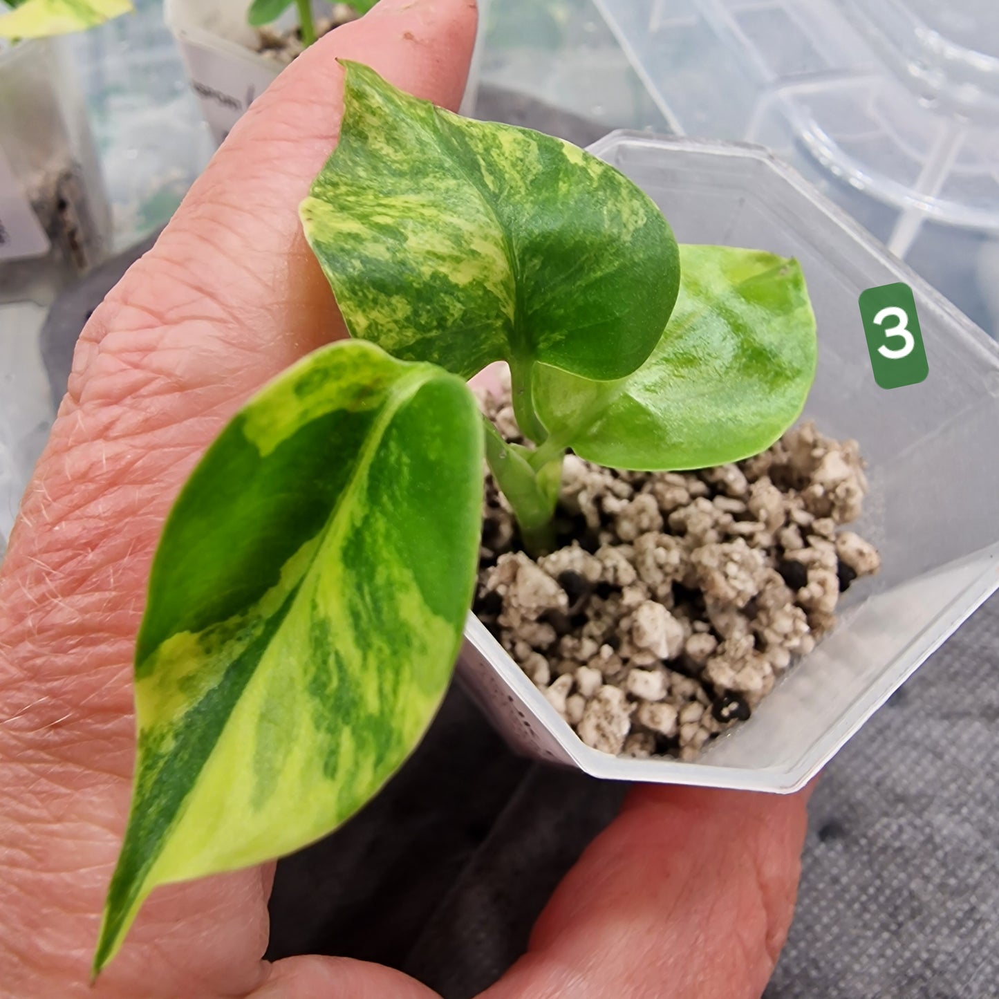 PRE-ORDER – Monstera Aurea – Select Your Plant