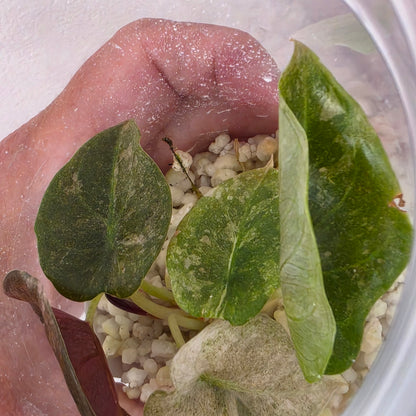 Alocasia Cuprea Pink Spot Tissue Culture 🌸 see description