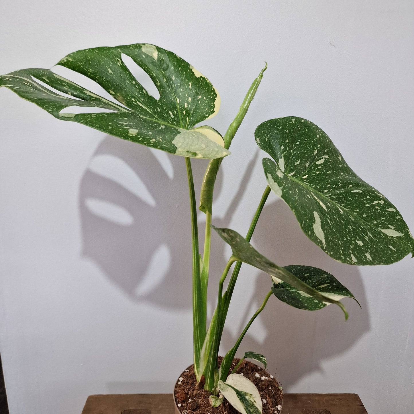 Monstera Thai Constellation Houseplant 12cm pot (1)