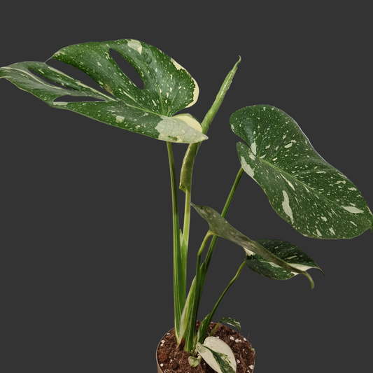 Monstera Thai Constellation Houseplant 12cm pot (1)