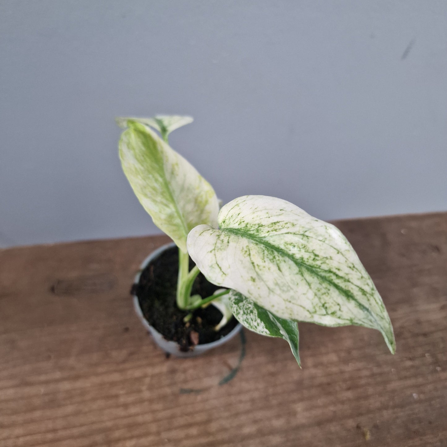 Monstera Mint Rare Houseplant 6cm pot (1)