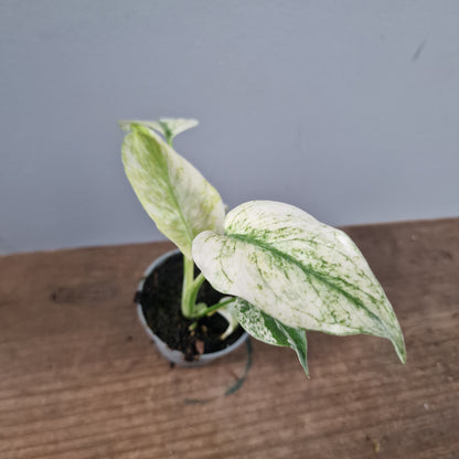 Monstera Mint Rare Houseplant 6cm pot (1)