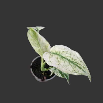 Monstera Mint Rare Houseplant 6cm pot (1)