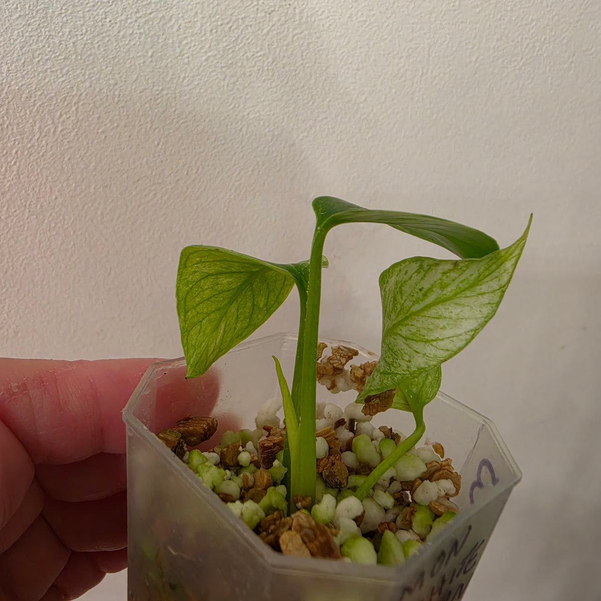 Monstera White Monster Variegated – Exact Plant #3