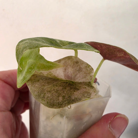 Alocasia Cuprea ‘Pink Spot’ Variegated – Established | Exact Plant #2