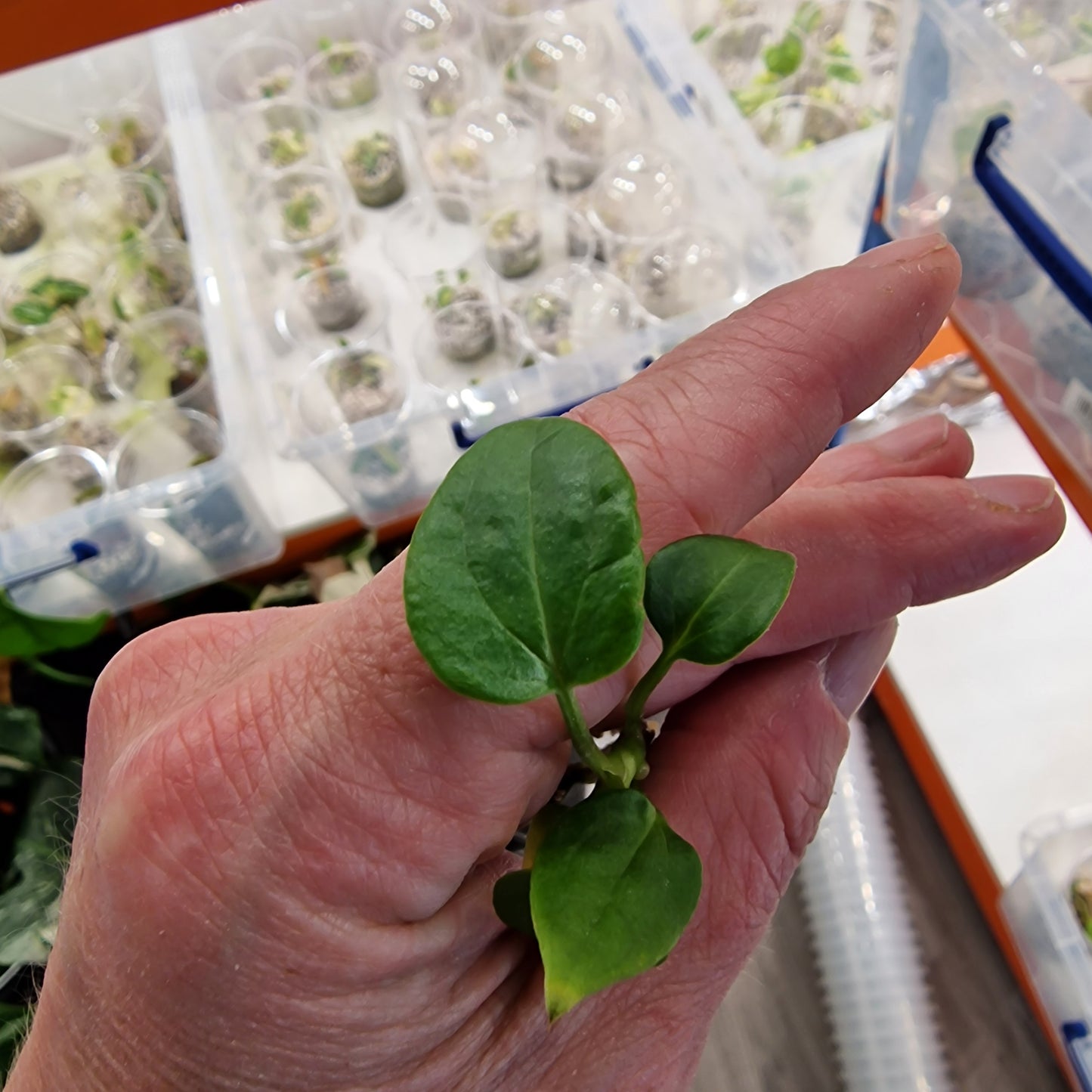 Anthurium Delta Force – Tissue Culture Plantlet