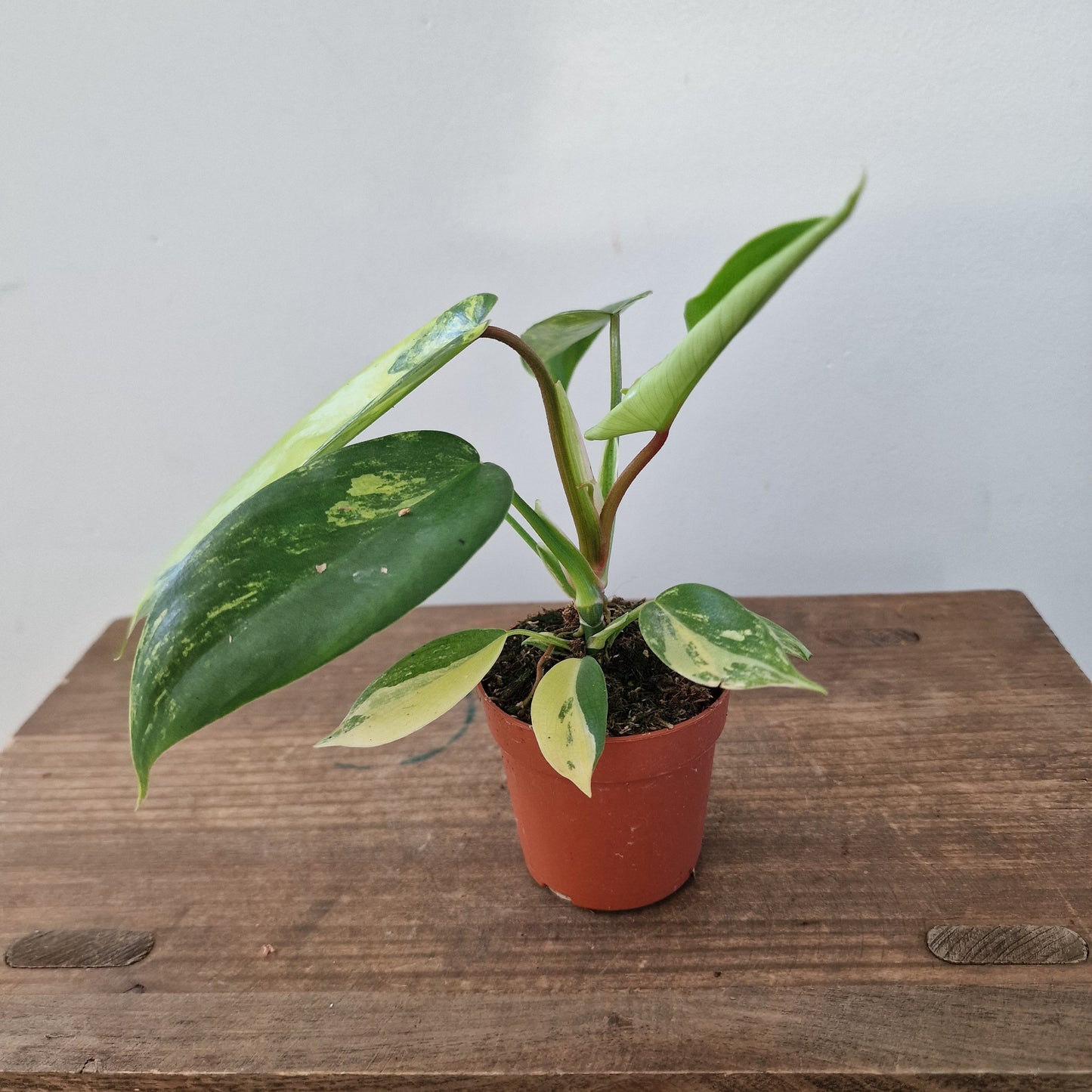 Philodendron Florida Beauty – 7cm Pot (#2)