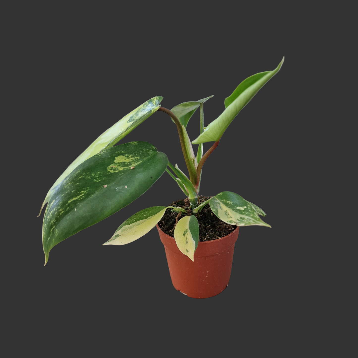 Philodendron Florida Beauty – 7cm Pot (#2)