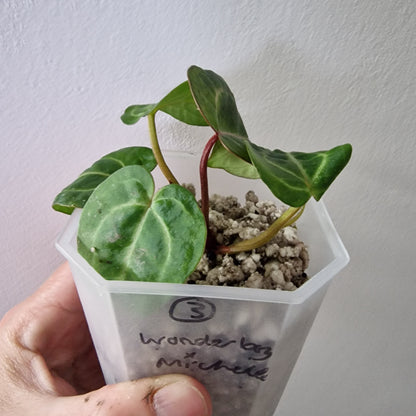 Anthurium Wonderboy × Michelle exact plant (#3)