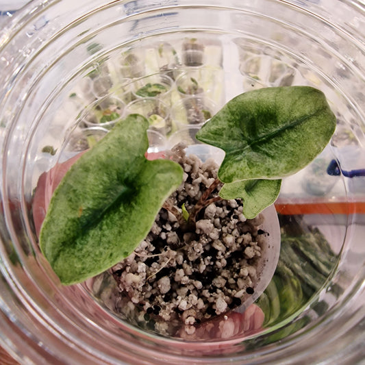 Alocasia Zebrina Mint Variegated – Exact Plant (2)