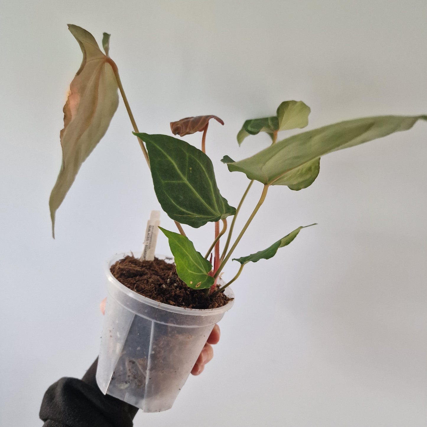 Ecuagenera Rehab Anthurium Dr Bloc x Red Crystal NSE