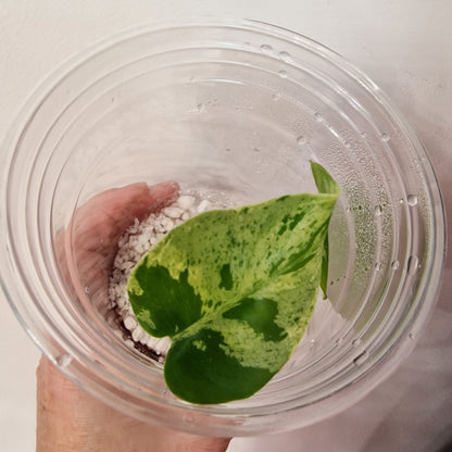 Pre-order Monstera Bulbasaur – Young TC Plantlet Exact Plant (1-16)