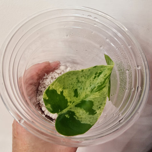 Pre-order Monstera Bulbasaur – Young TC Plantlet Exact Plant (1-16)