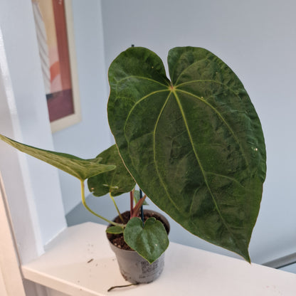 Anthurium Dark Phoenix 12cm pot