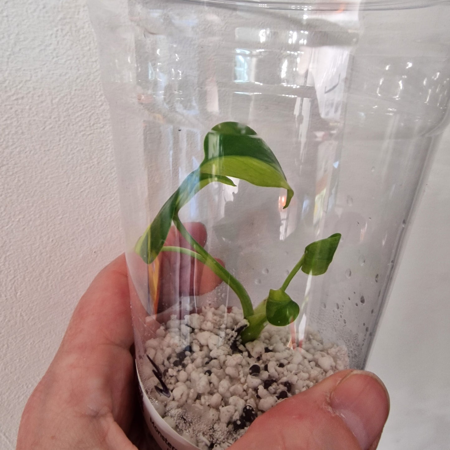 Monstera Electrolight Variegated – Young Plant – Exact Plant #3