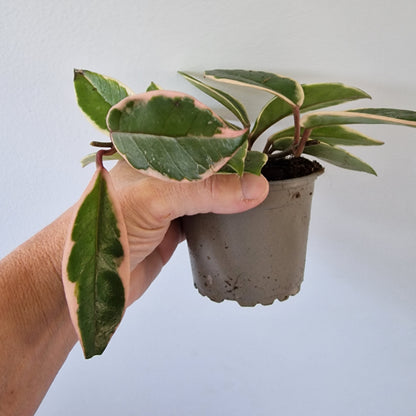 Hoya Flamingo Dream Rare Houseplant 9cm pot