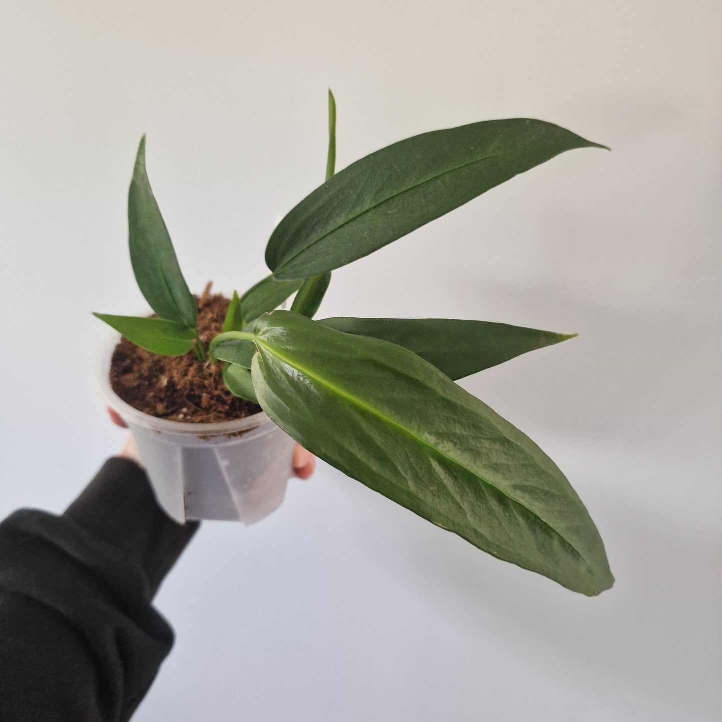 Ecuagenera Rehab Anthurium wendlingeri (31)