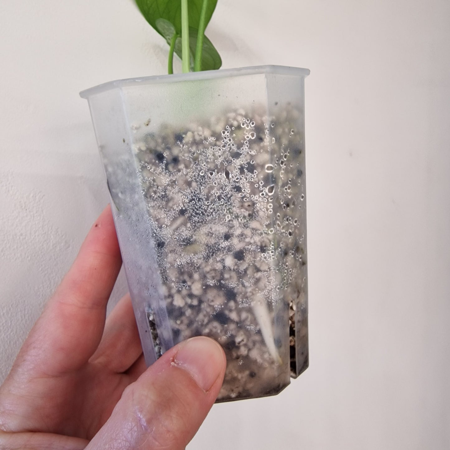 Monstera Devil – Acclimatised TC - Exact Plant (1)
