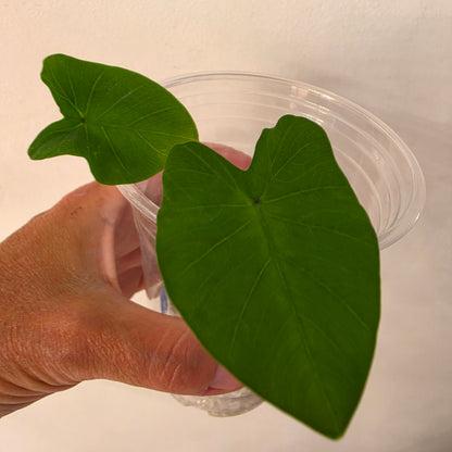 Colocasia Dark Knight – Chosen at Random - See Description
