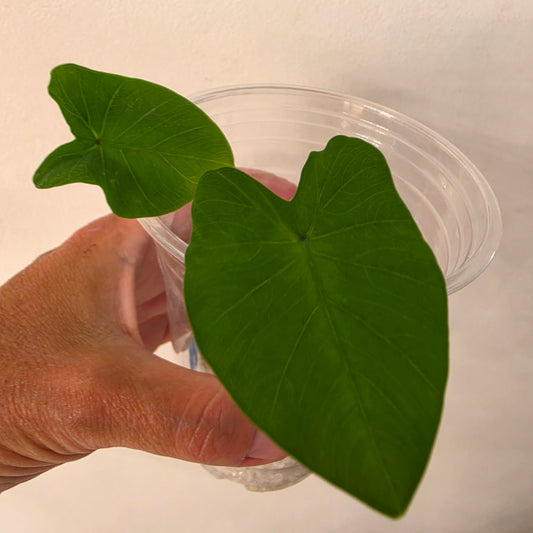 Colocasia Dark Knight – Chosen at Random - See Description
