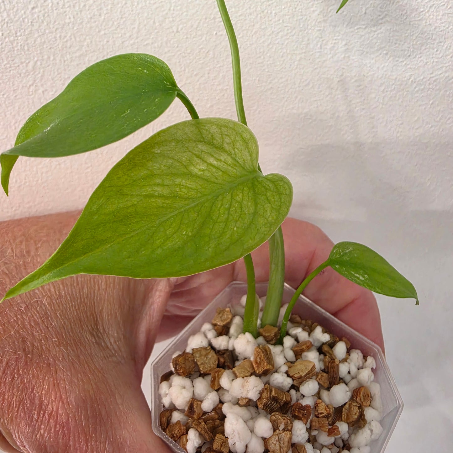 Monstera Devil – Acclimatised TC - Exact Plant (3) See Description