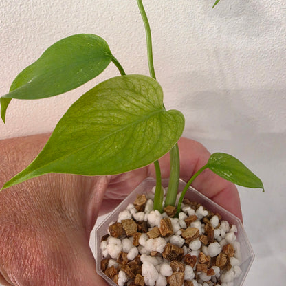 Monstera Devil – Acclimatised TC - Exact Plant (3) See Description
