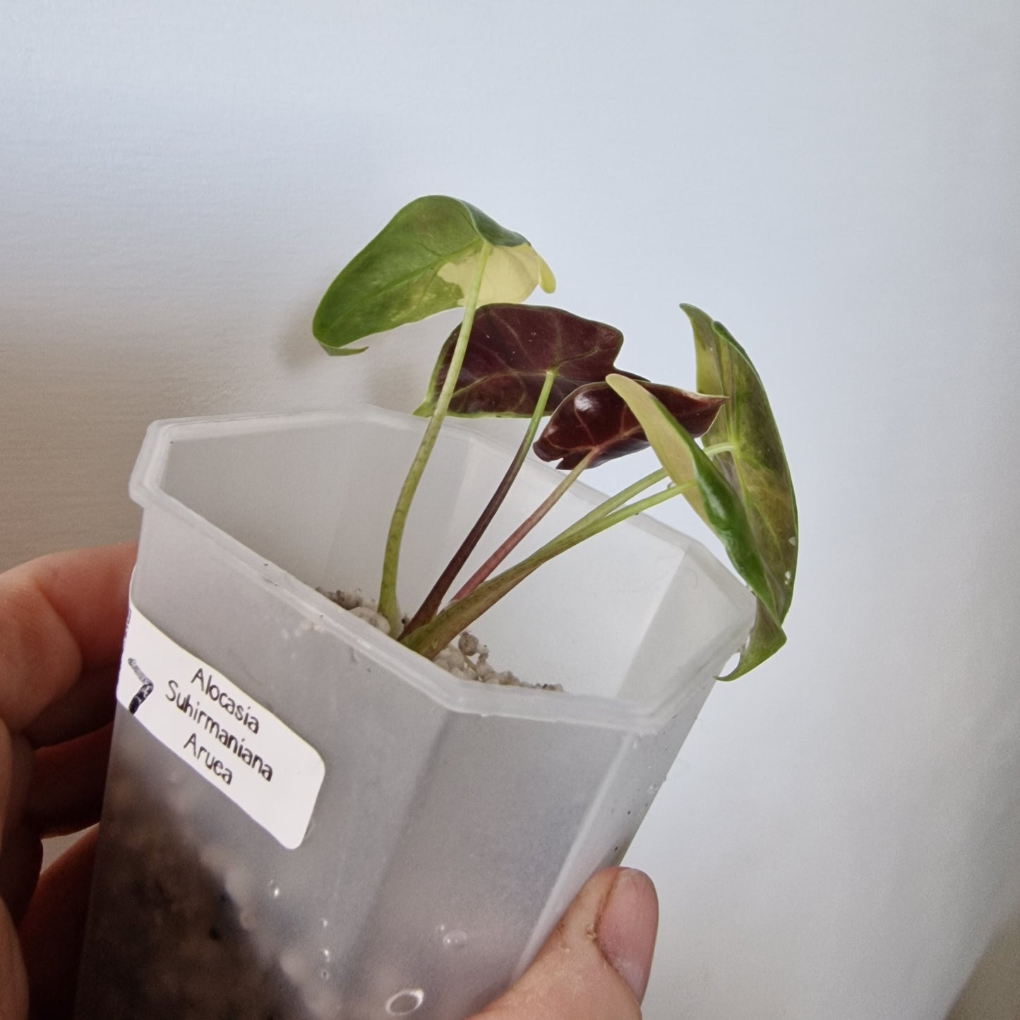 Alocasia Suhirmaniana Aurea Variegation – Exact Plant (7)