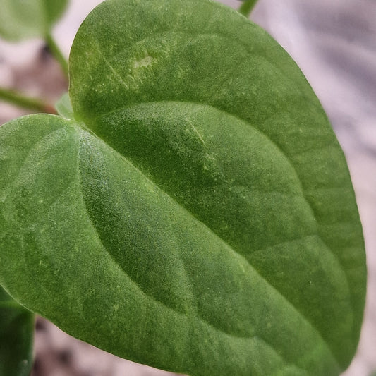 Anthurium Kos Hybrid x Cracking Veins | Rare Anthurium Houseplant