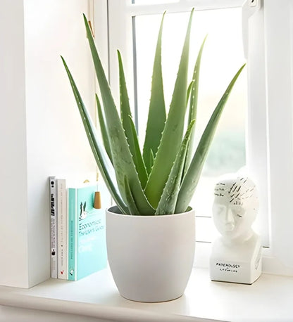 Grow your own Aloe Vera - Houseplant Set