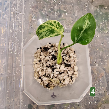 Monstera Bulbasaur – Choose Your Exact Plant (Acclimatising TC Batch) see description