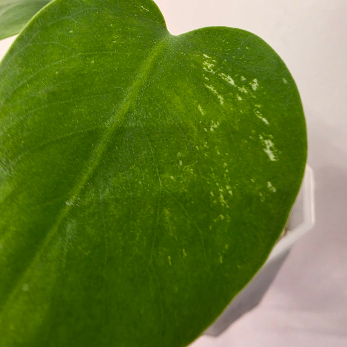 Monstera Devil Fully Acclimatised - see description before purchasing