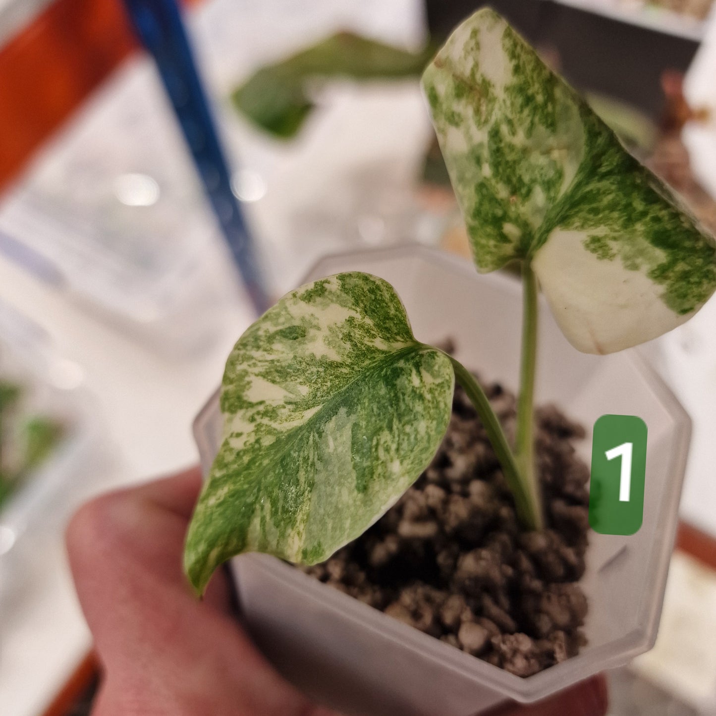 Monstera Legacy – Choose Your Plant