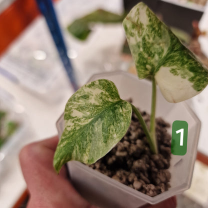 Monstera Legacy – Choose Your Plant