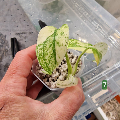 White Monstera – Choose Your Plant