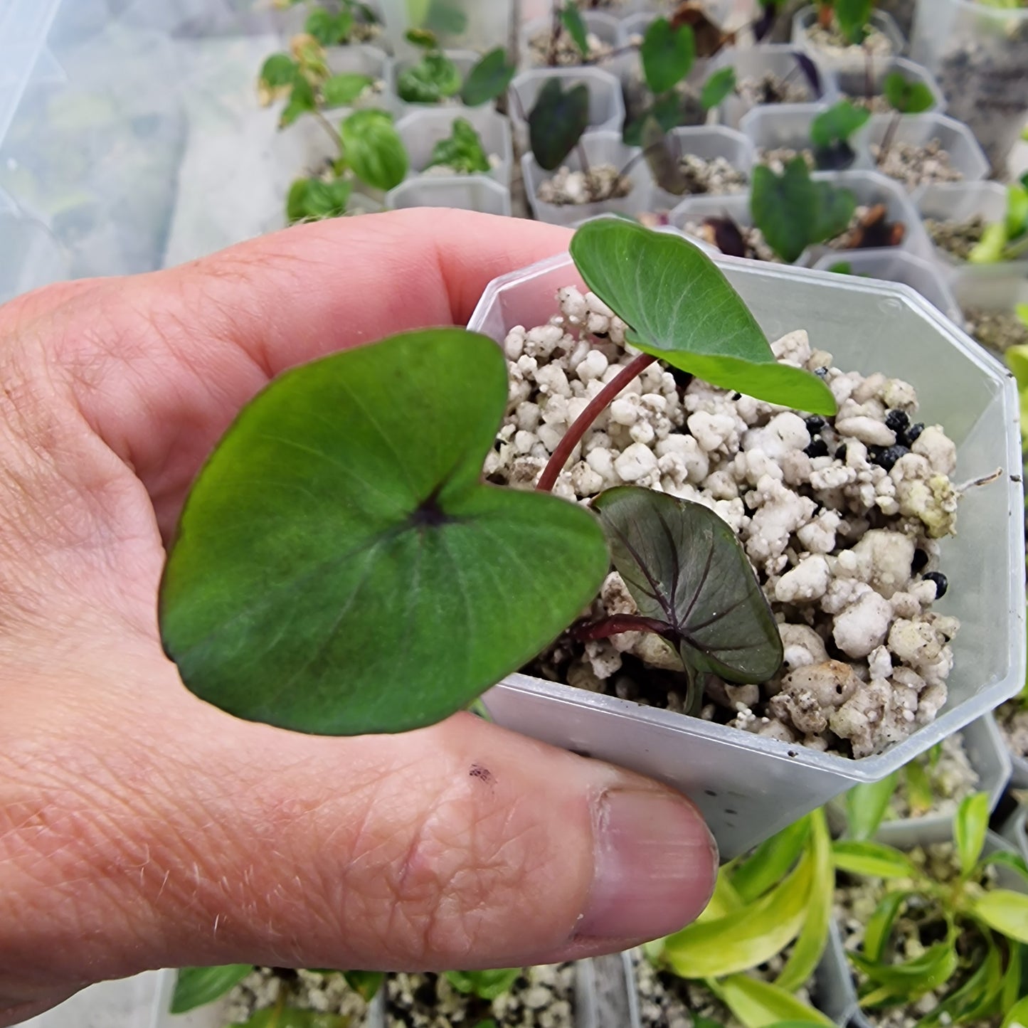 Colocasia Esculenta Black Magic 5cm pot