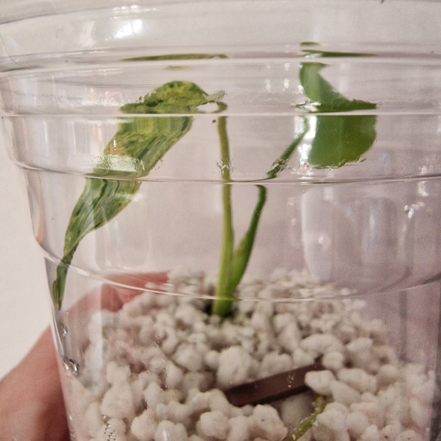 Pre-order Monstera Bulbasaur – Young TC Plantlet Exact Plant (1-13)