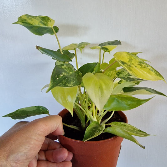 Philodendron Burle Marx Variegata Rare Houseplant 9cm pot (3)