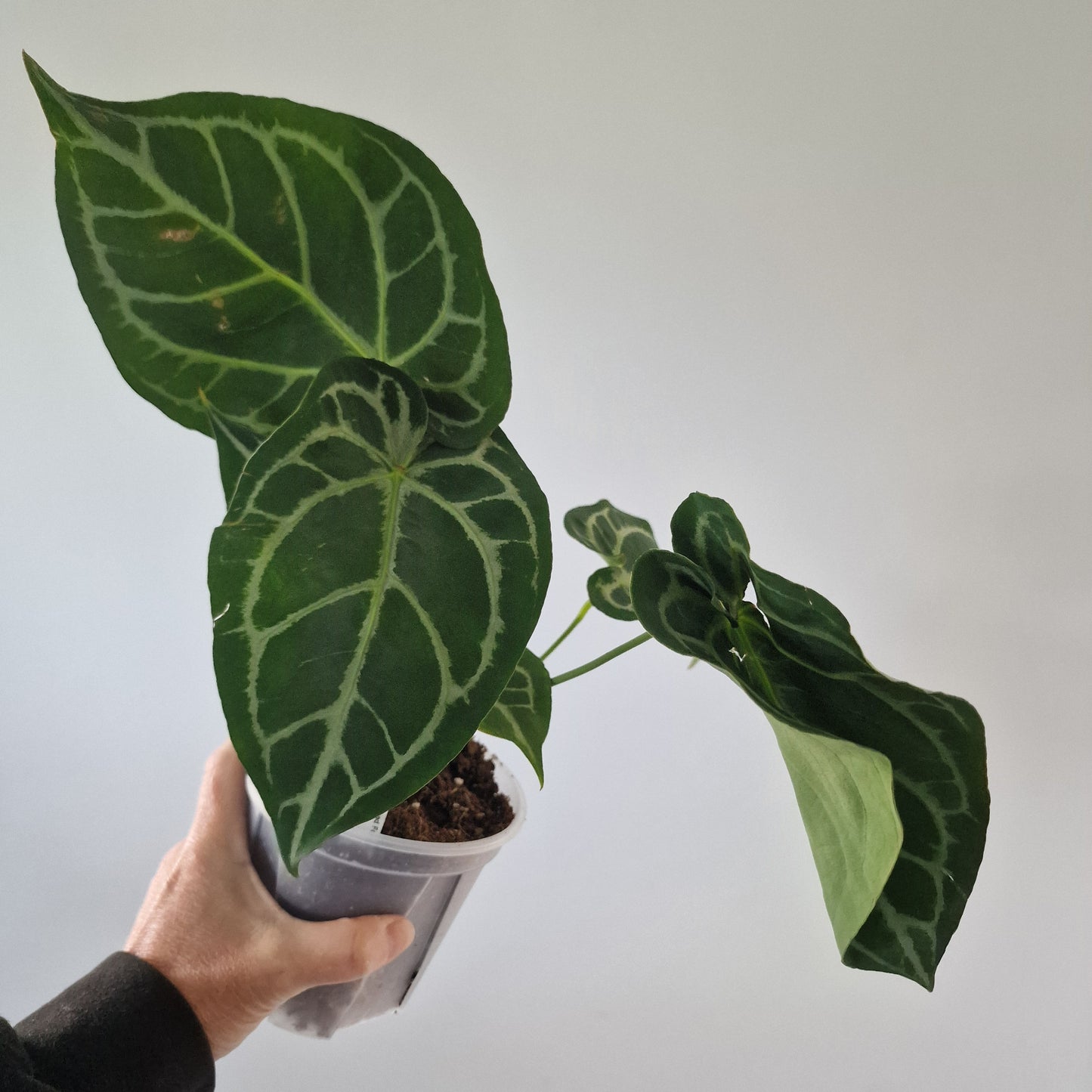 Ecuagenera Rehab Anthurium Blushed Forget