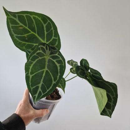 Ecuagenera Rehab Anthurium Blushed Forget