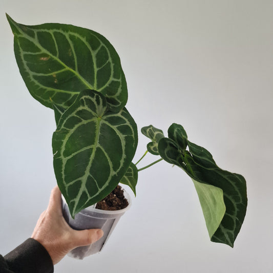Ecuagenera Rehab Anthurium Blushed Forget