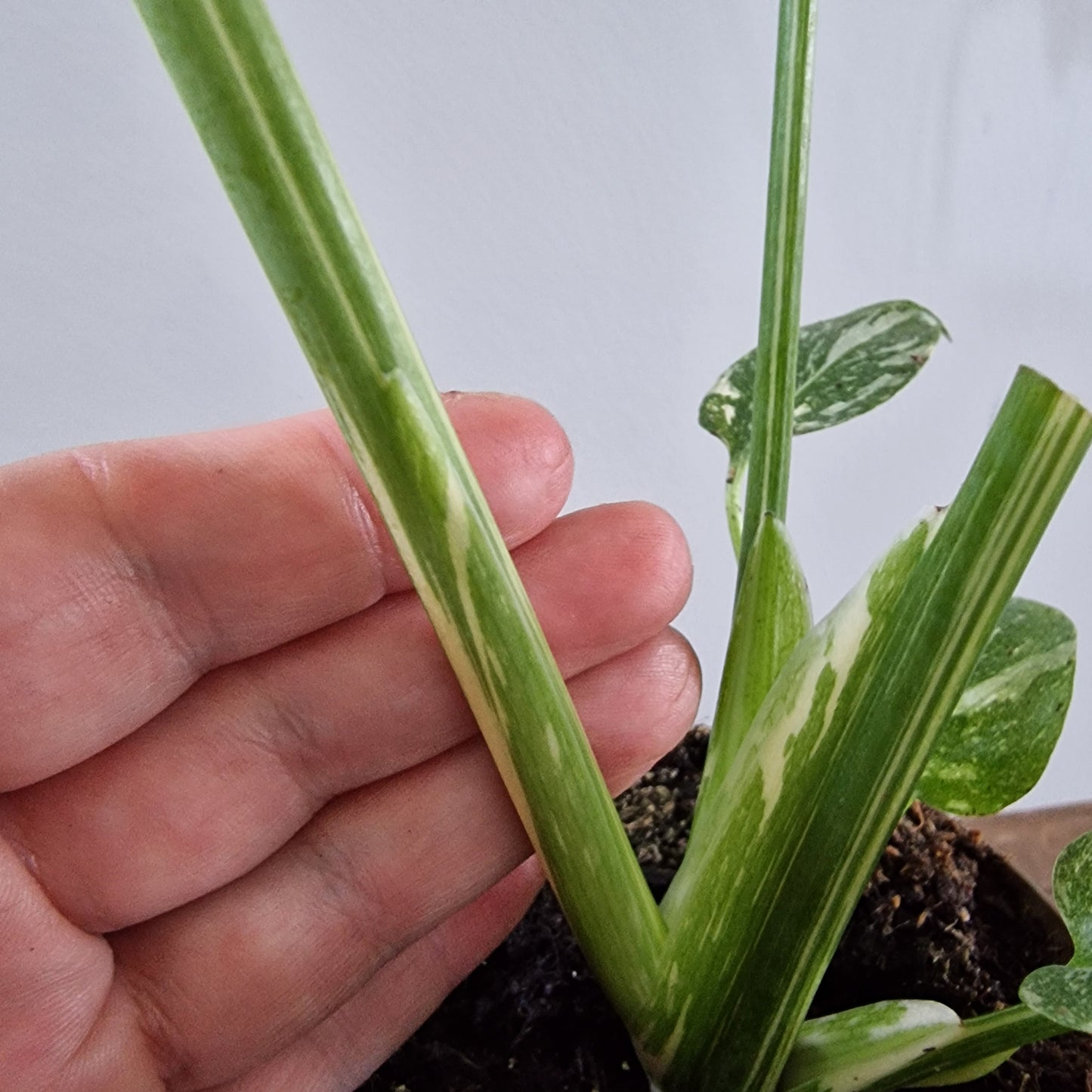 Monstera Thai Constellation Rare Houseplant 8cm pot (3)