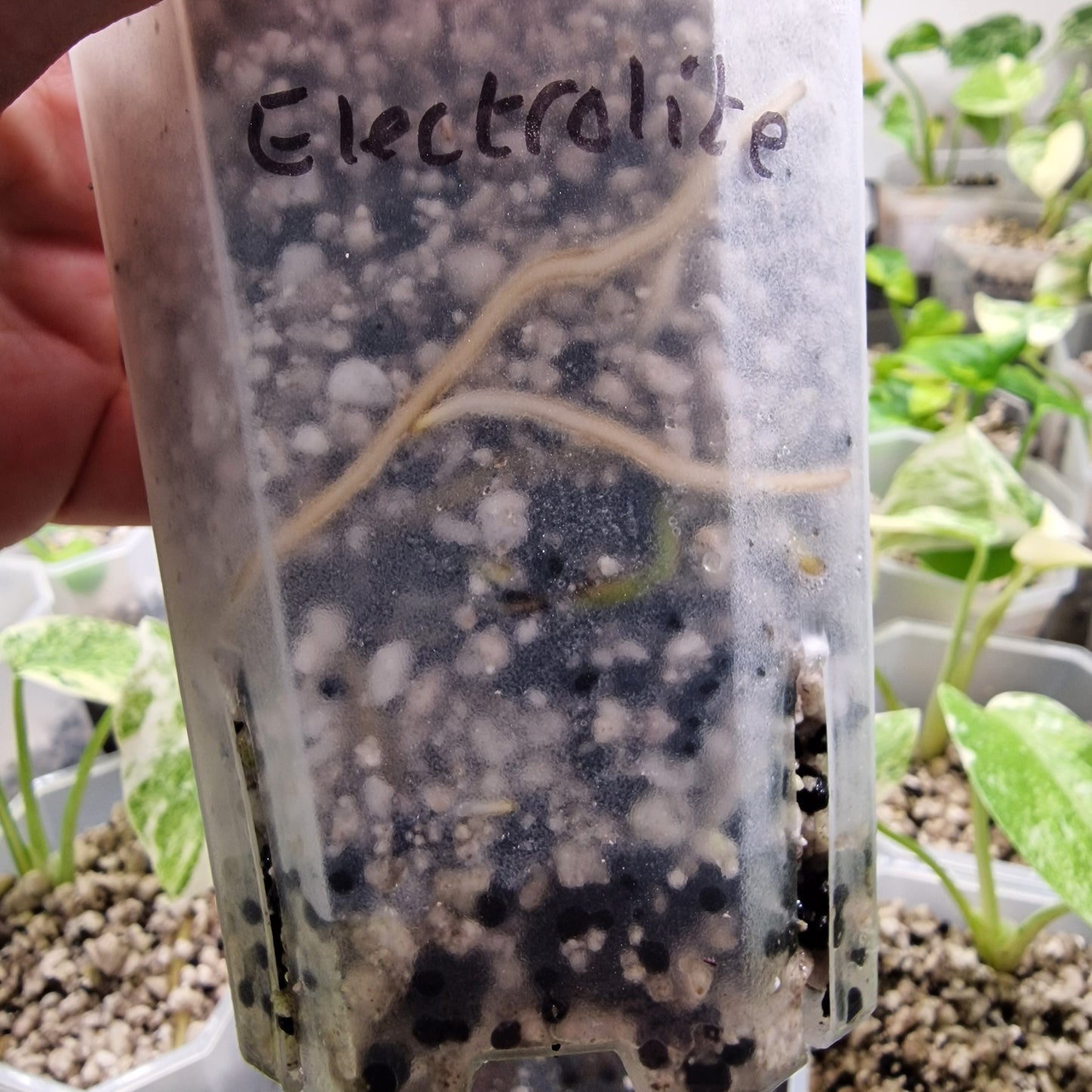 Monstera Electrolight Variegated – Exact Plant (#5)