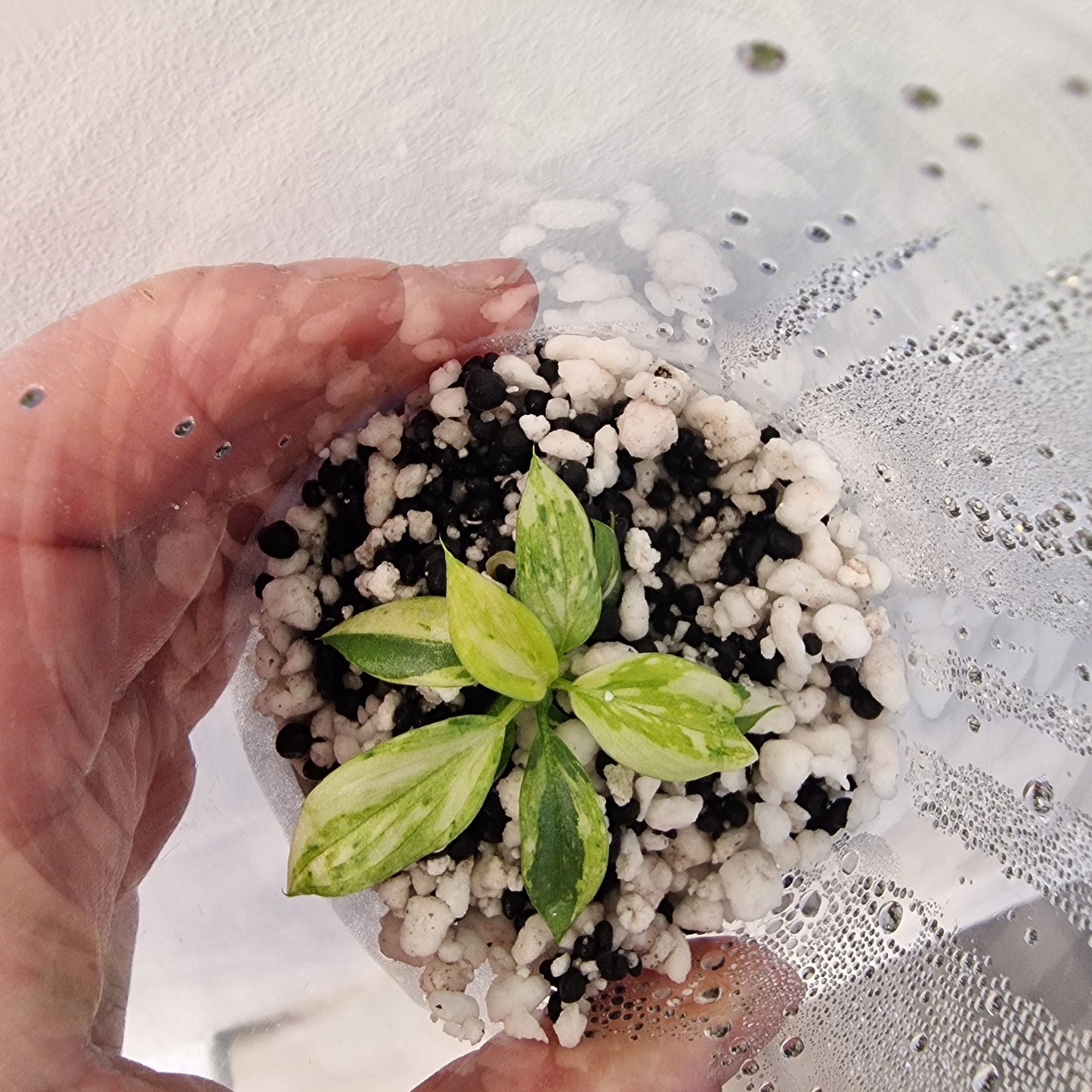Philodendron Gloriosum No2 (Variegated)  – Young Exact TC Plant (#4)
