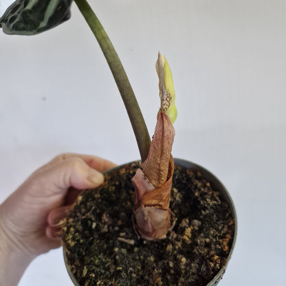 Flowering Alocasia ‘Heart Balloon’ – 12cm Pot