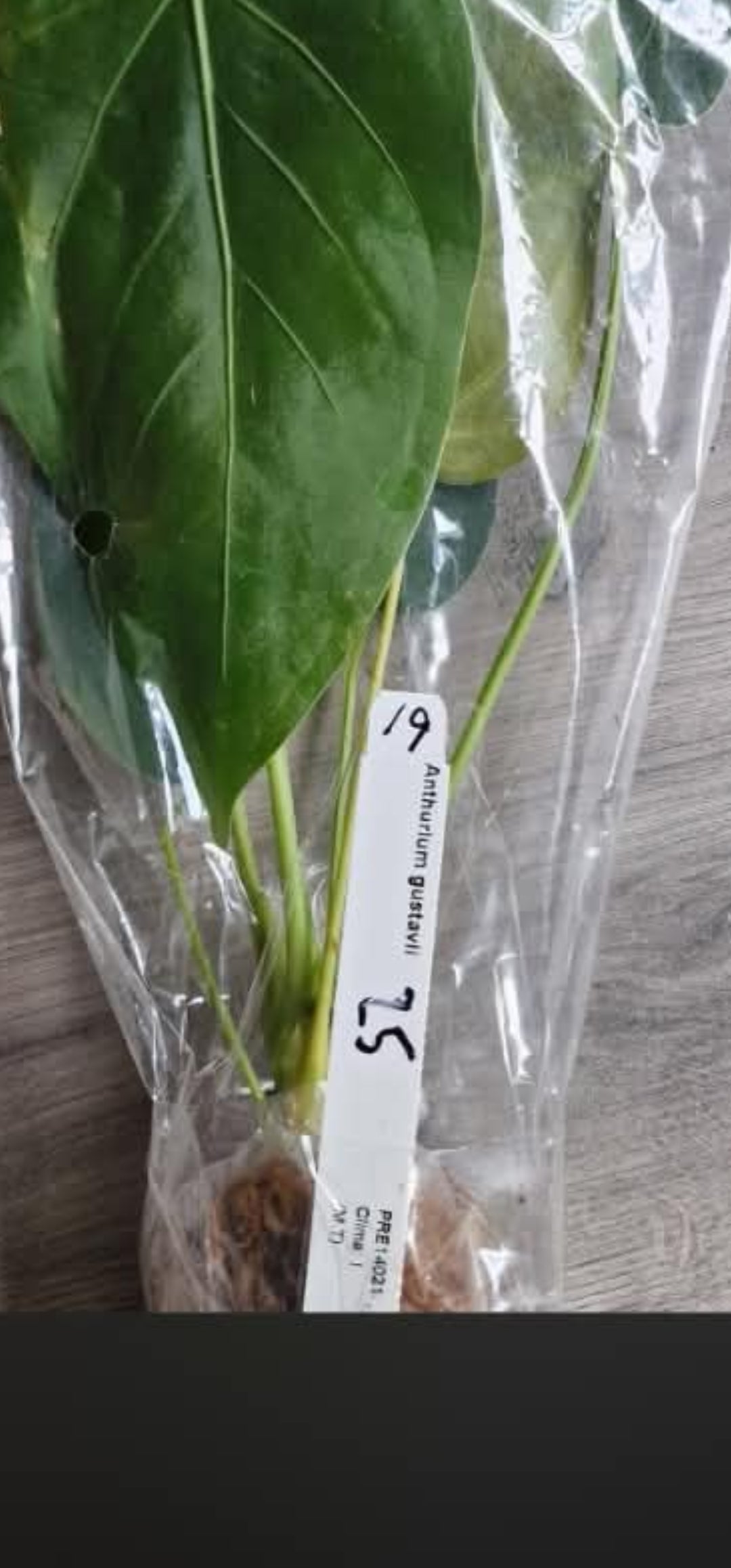 Sunday Sale - Sam Anthurium