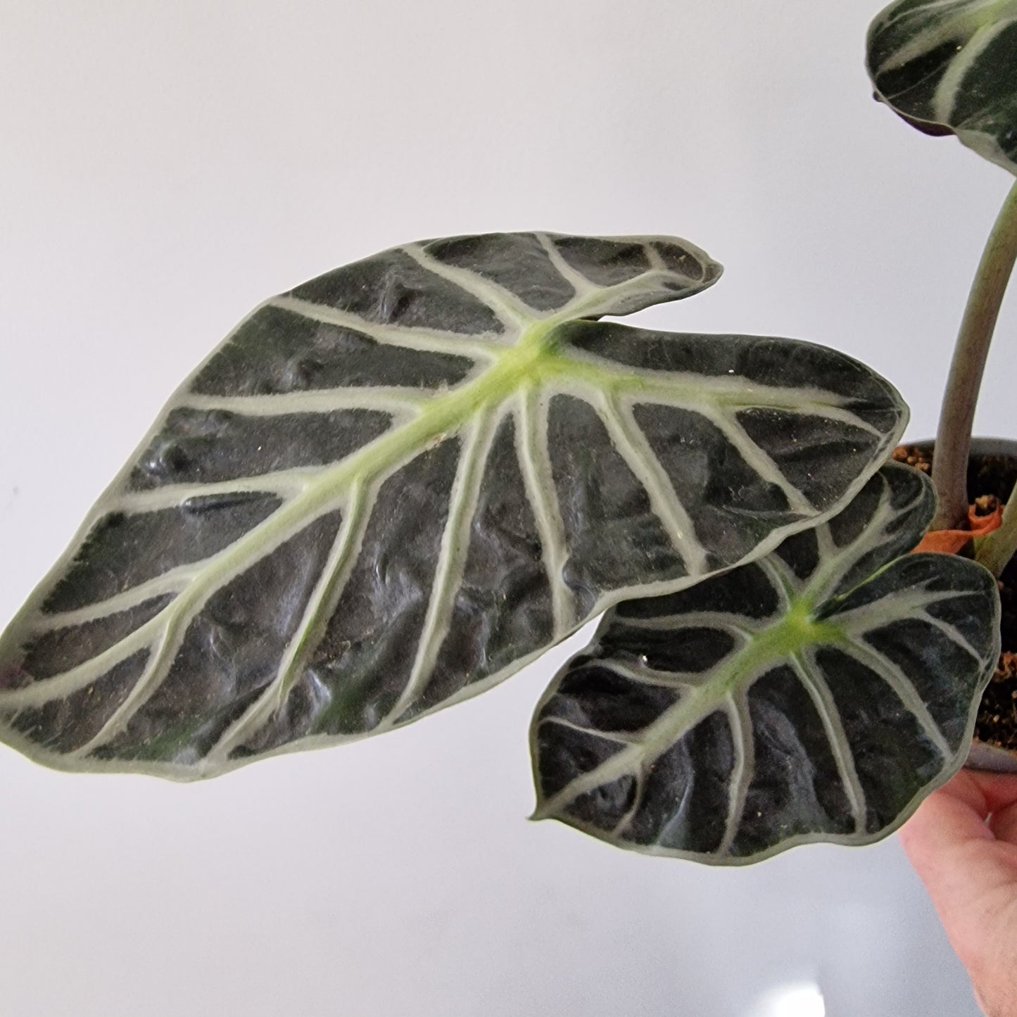 Alocasia ‘Heart Balloon’ – 12cm Pot