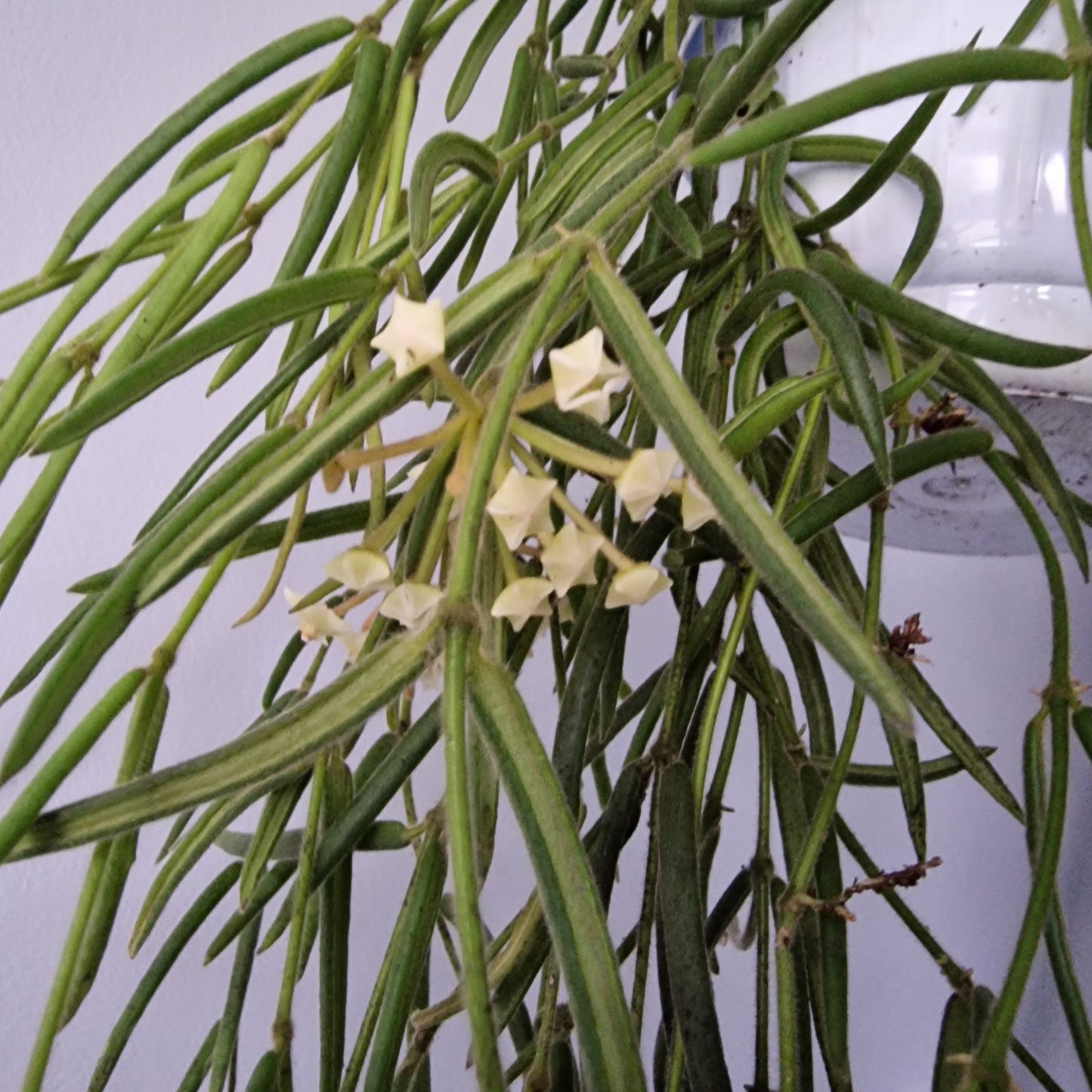 Hoya Linearis Houseplant 12cm pot
