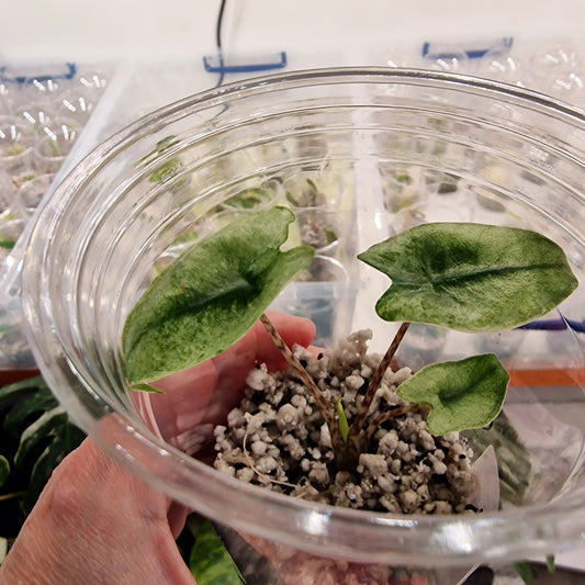 Alocasia Zebrina Mint Variegated – Exact Plant (2)