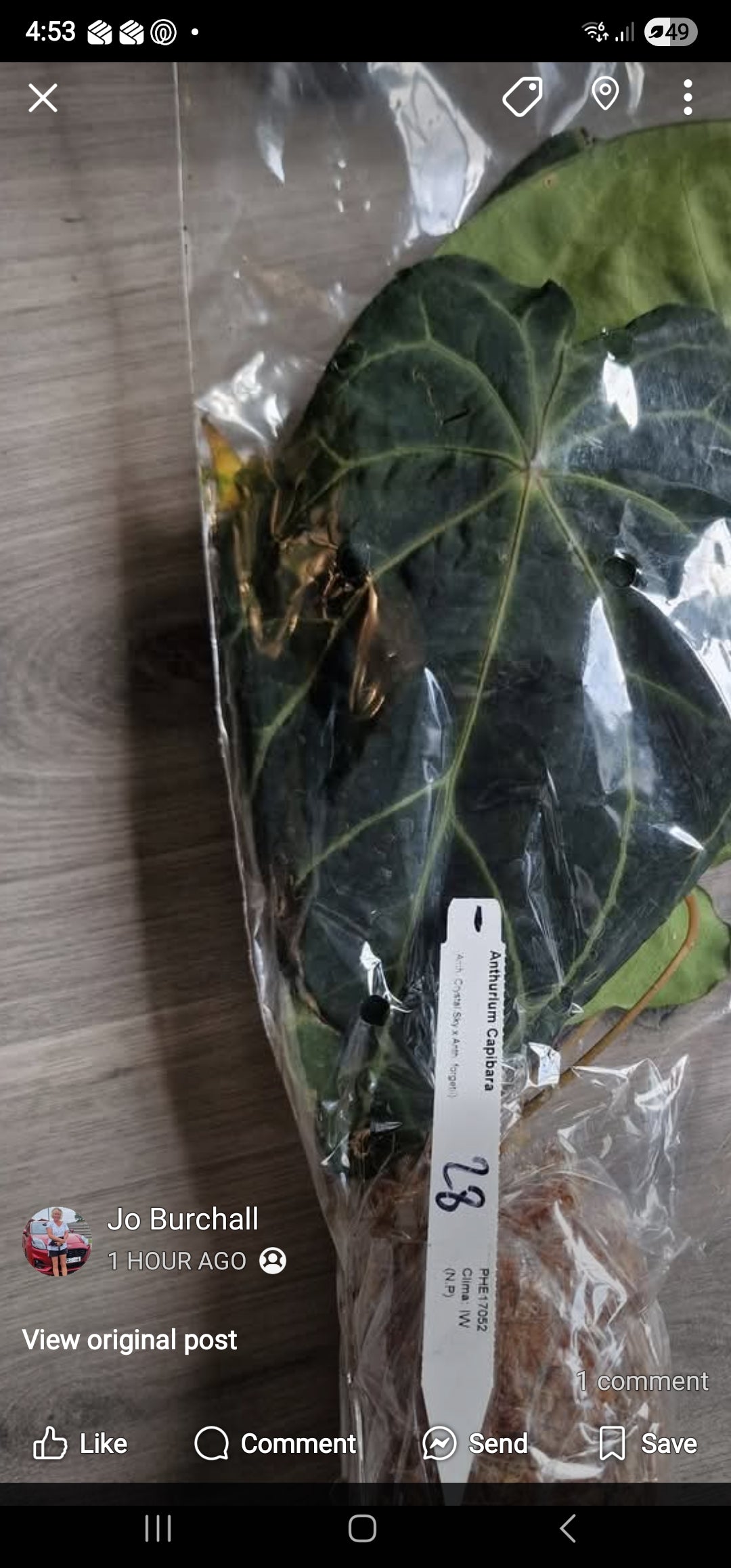 Sunday Sale - Claire Anthurium