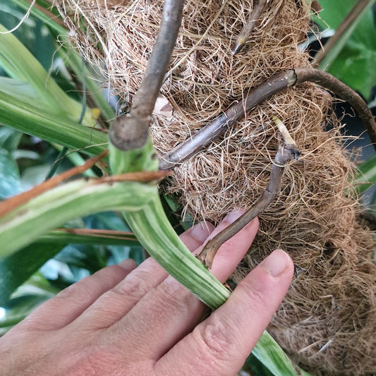 Monstera Albo One Leaf Cutting